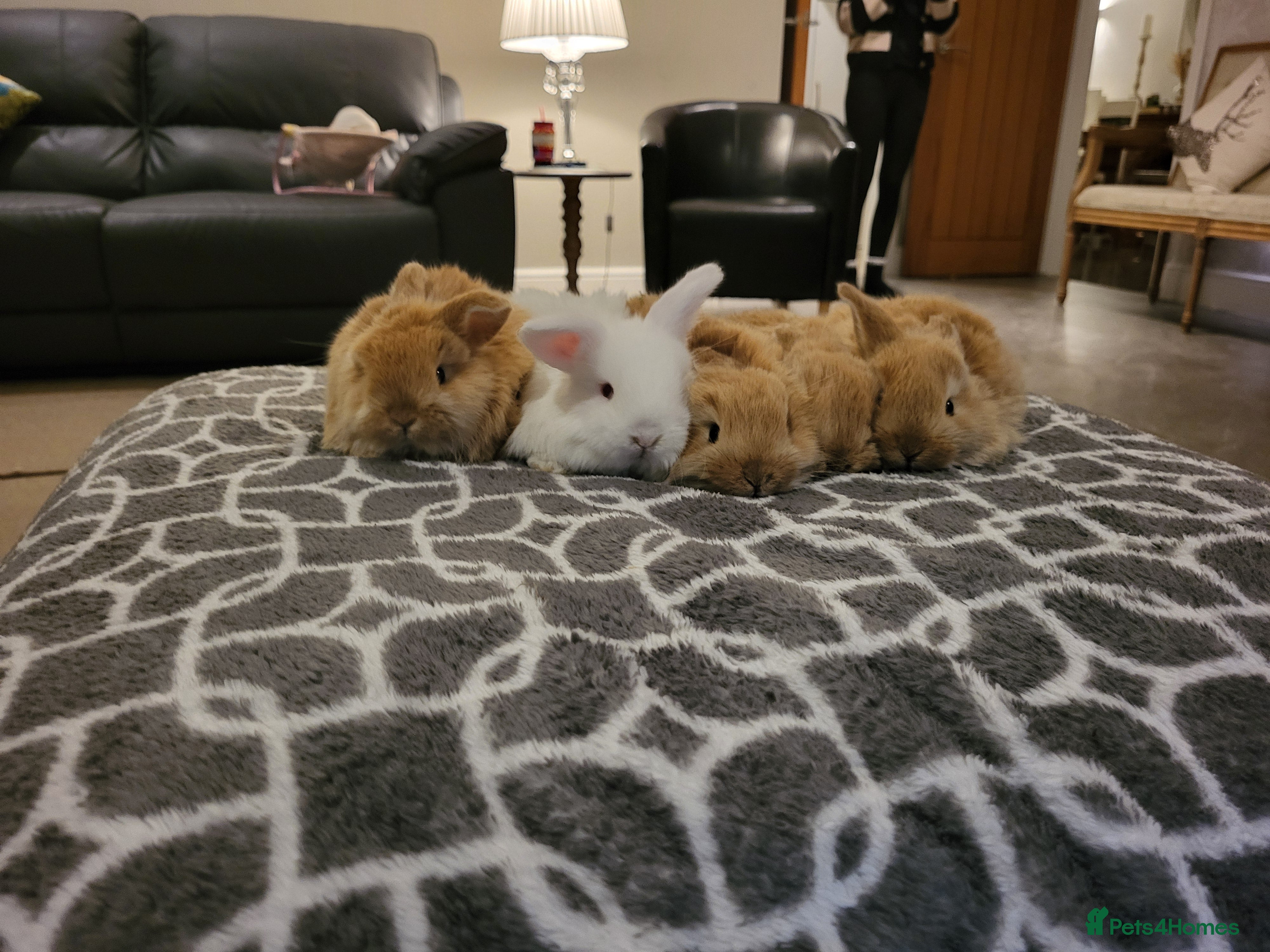 Mini Lop rabbits Gorgeous Mini Lop Bunnies ready in 2 weeks Reserve - Advert 1