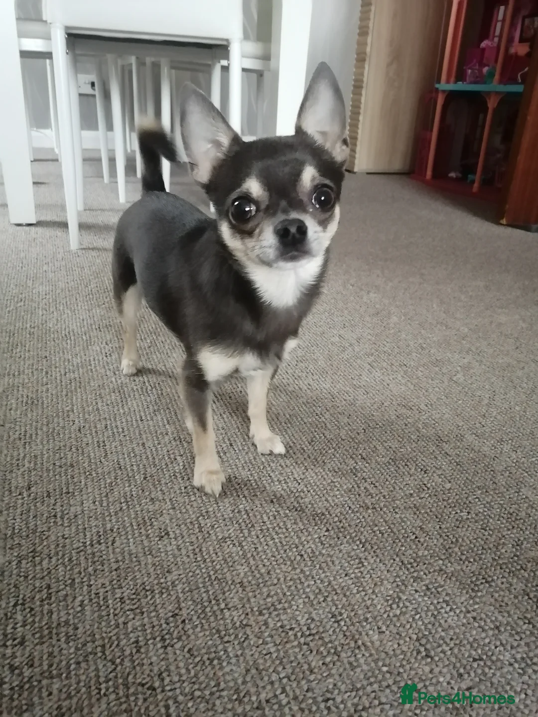 Chihuahua dogs for stud: Chihuahua for stud in Brighton - Advert 9