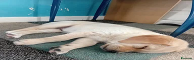Labrador Retriever 1