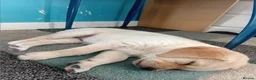 Labrador Retriever dogs for sale: Golden Lab Puppies in Carmarthen - Advert 2