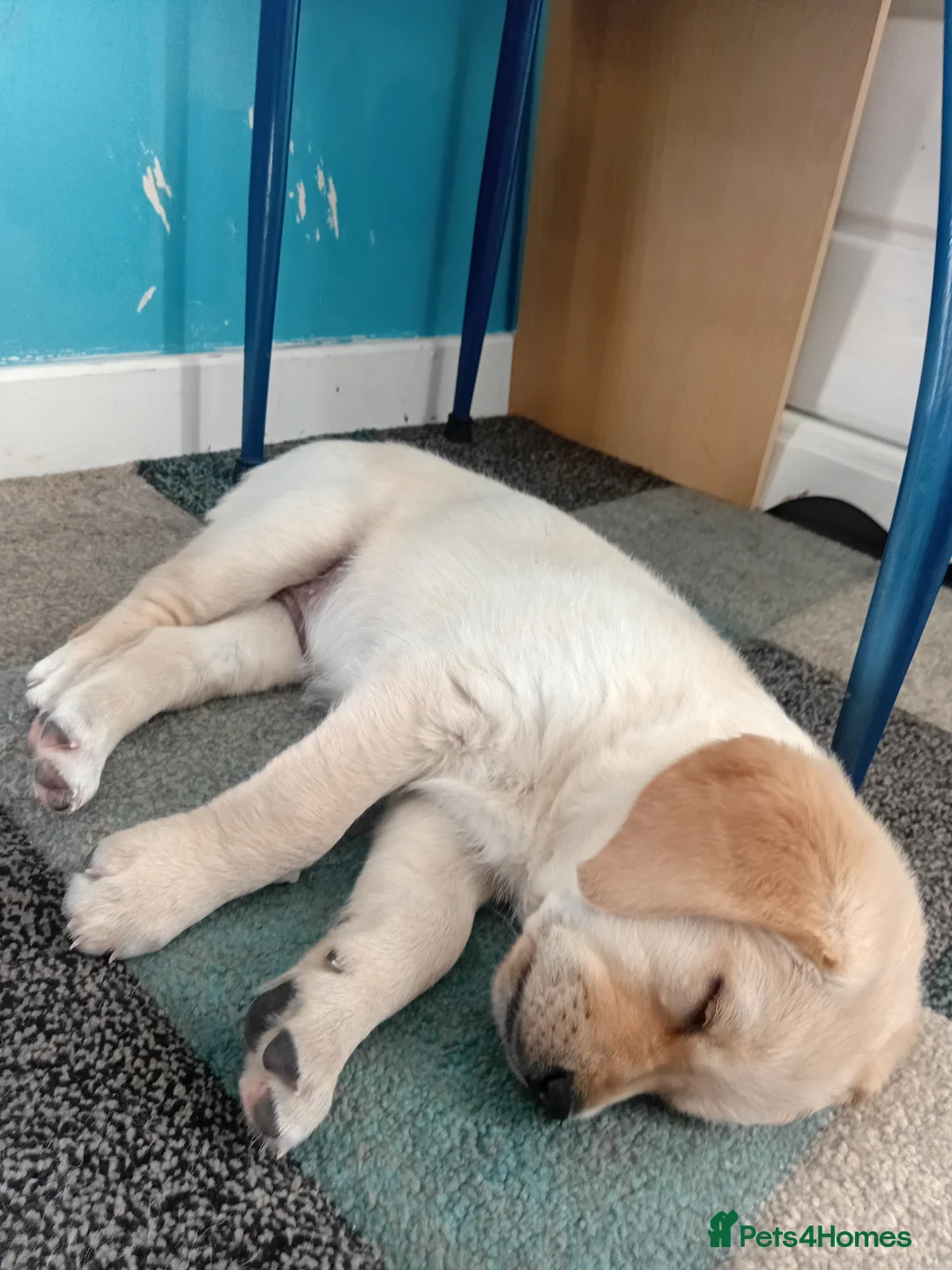 Labrador Retriever dogs for sale: Golden Lab Puppies in Carmarthen - Advert 2