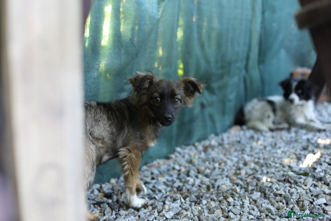 Mixed Breed dogs for adoption: 💖🐶 LOLLY & JOLIE 🐶💖 - Image 28