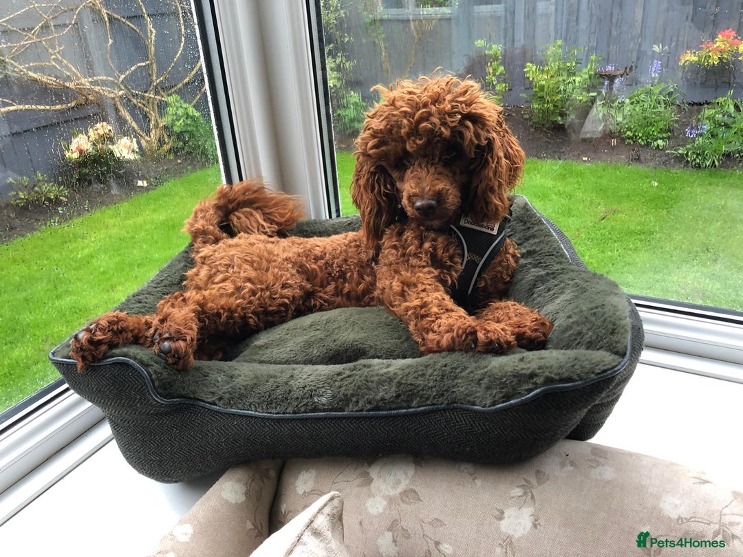 Cavapoo dogs for sale: F1 toy cavapoos health tested  - Image 15