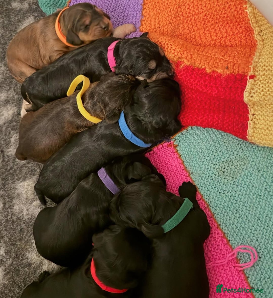 Cockapoo dogs for sale: F1 Show Type Cockapoo Puppies - Advert 1