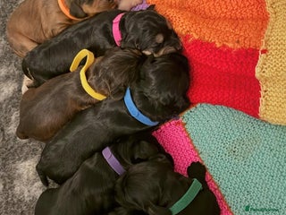 Cockapoo dogs F1 Show Type Cockapoo Puppies - Advert 1