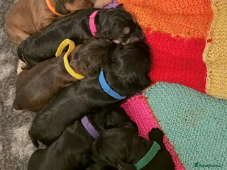 Cockapoo dogs F1 Show Type Cockapoo Puppies - Advert 16