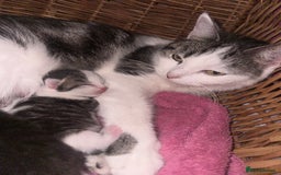 Mixed Breed cats for sale: Kittens looking for forever loving homes - Image 9