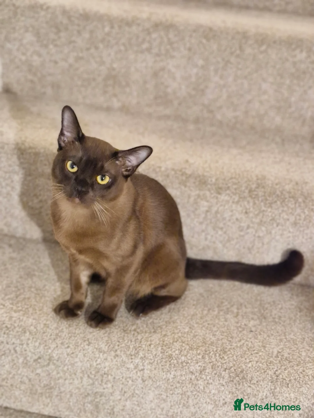 Burmese cats for sale: Burmese x Russian blue - Advert 6