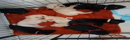 Mixed Breed dogs for sale: Beautiful healthy chiapoo's - Advert 2