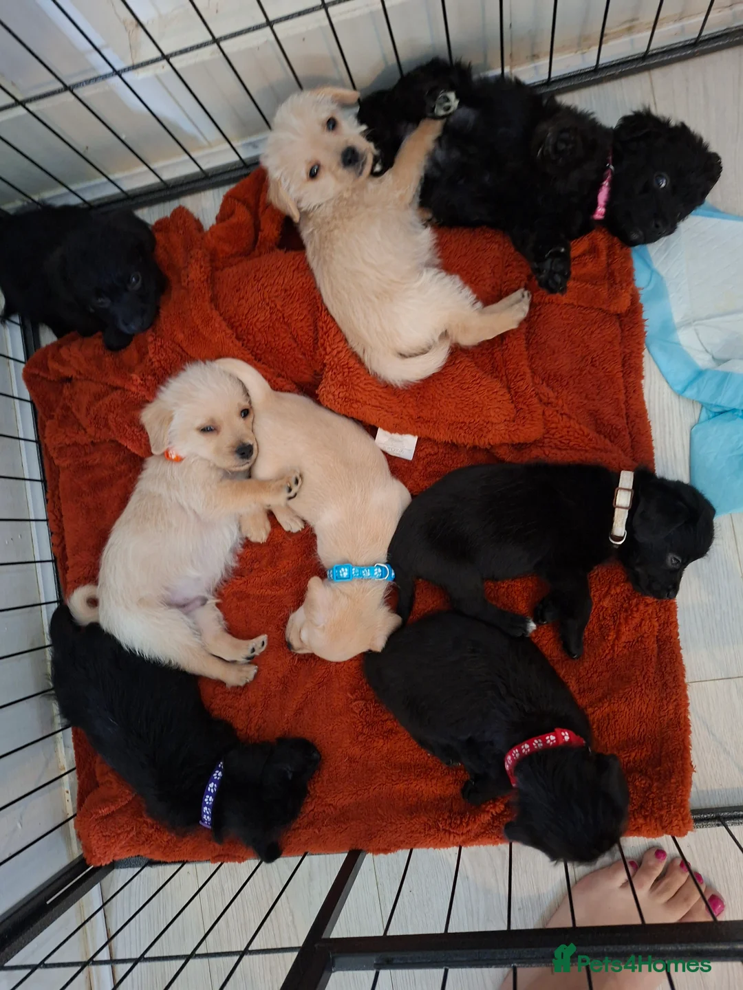 Mixed Breed dogs for sale: Beautiful healthy chiapoo's - Advert 2
