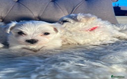 Mixed Breed dogs for sale: Bichon Maltese puppies!!! 3 girls and 1 boy!!! - Image 1