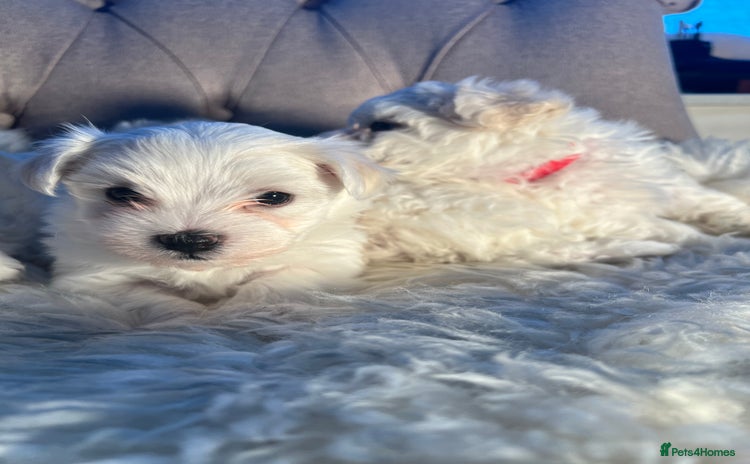Mixed Breed dogs - Advert 2