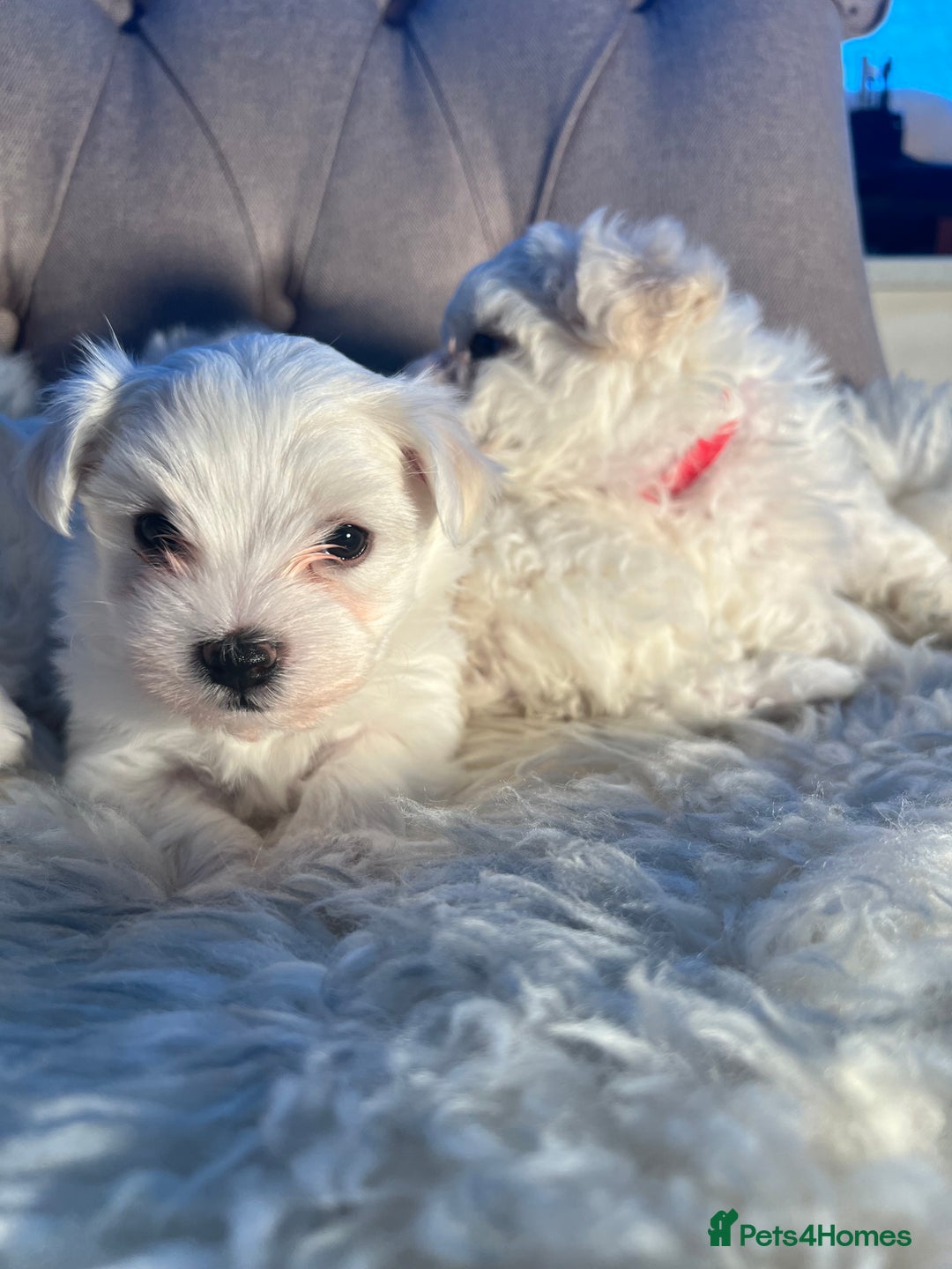 Mixed Breed dogs for sale: Bichon Maltese puppies!!! 3 girls and 1 boy!!! - Image 1