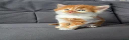 Mixed Breed cats for sale: Ginger fluffy boy - Advert 7