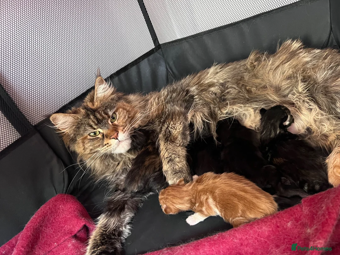 Maine Coon cats for sale: 14 kittens 🐱 Ready to leave now  - Advert 28