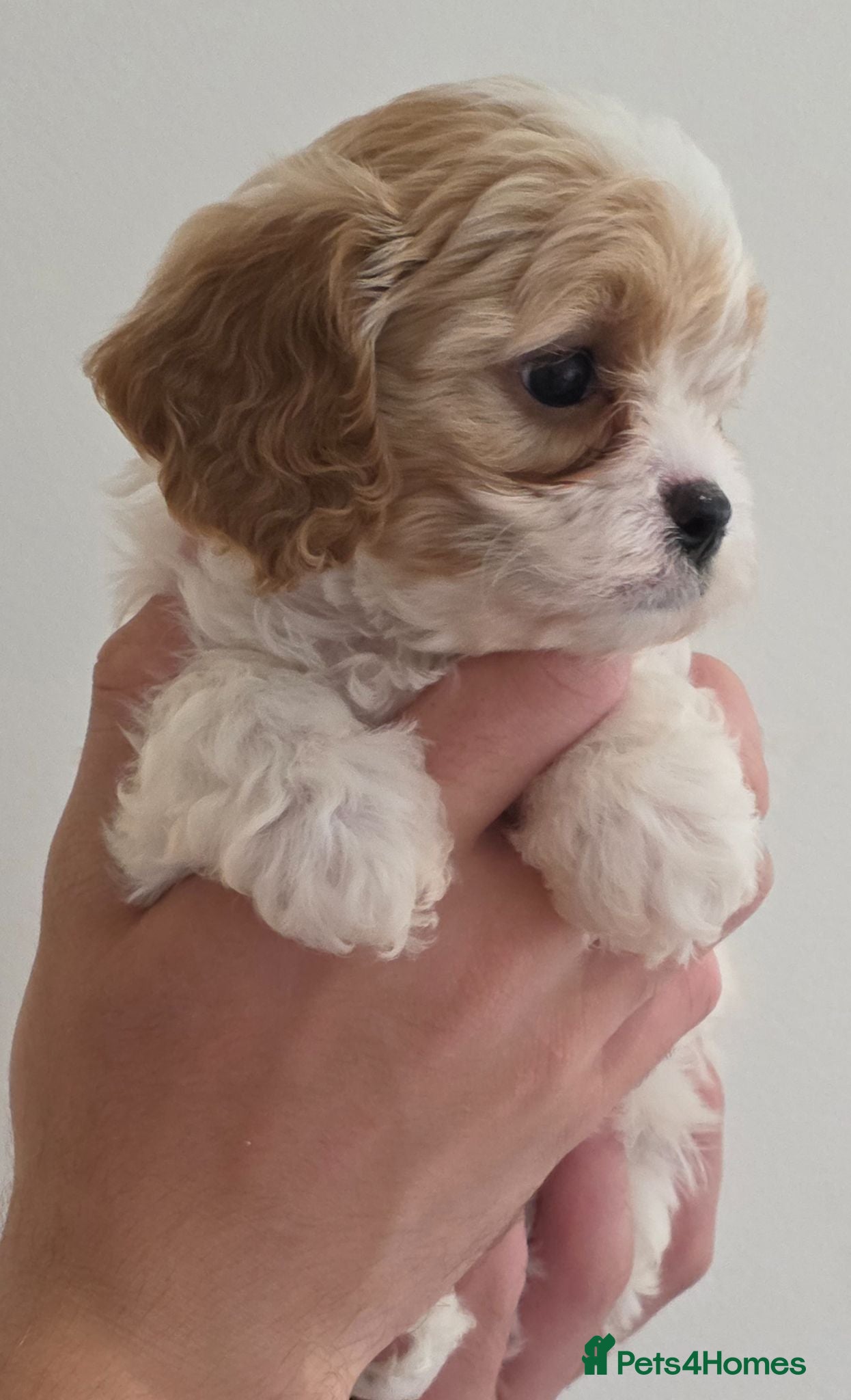 Cavapoo dogs 1 beautiful boy available 🩵🩵🩵 - Advert 2
