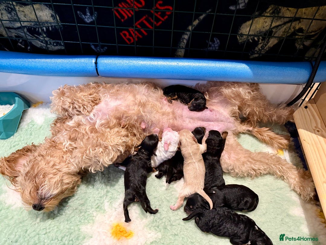 Cavapoo dogs for sale: Beautiful F1b Cavapoo Puppies - Advert 4