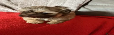 Shih Tzu 4