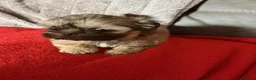 Shih Tzu dogs for sale: Imperial shih tzu - Advert 2
