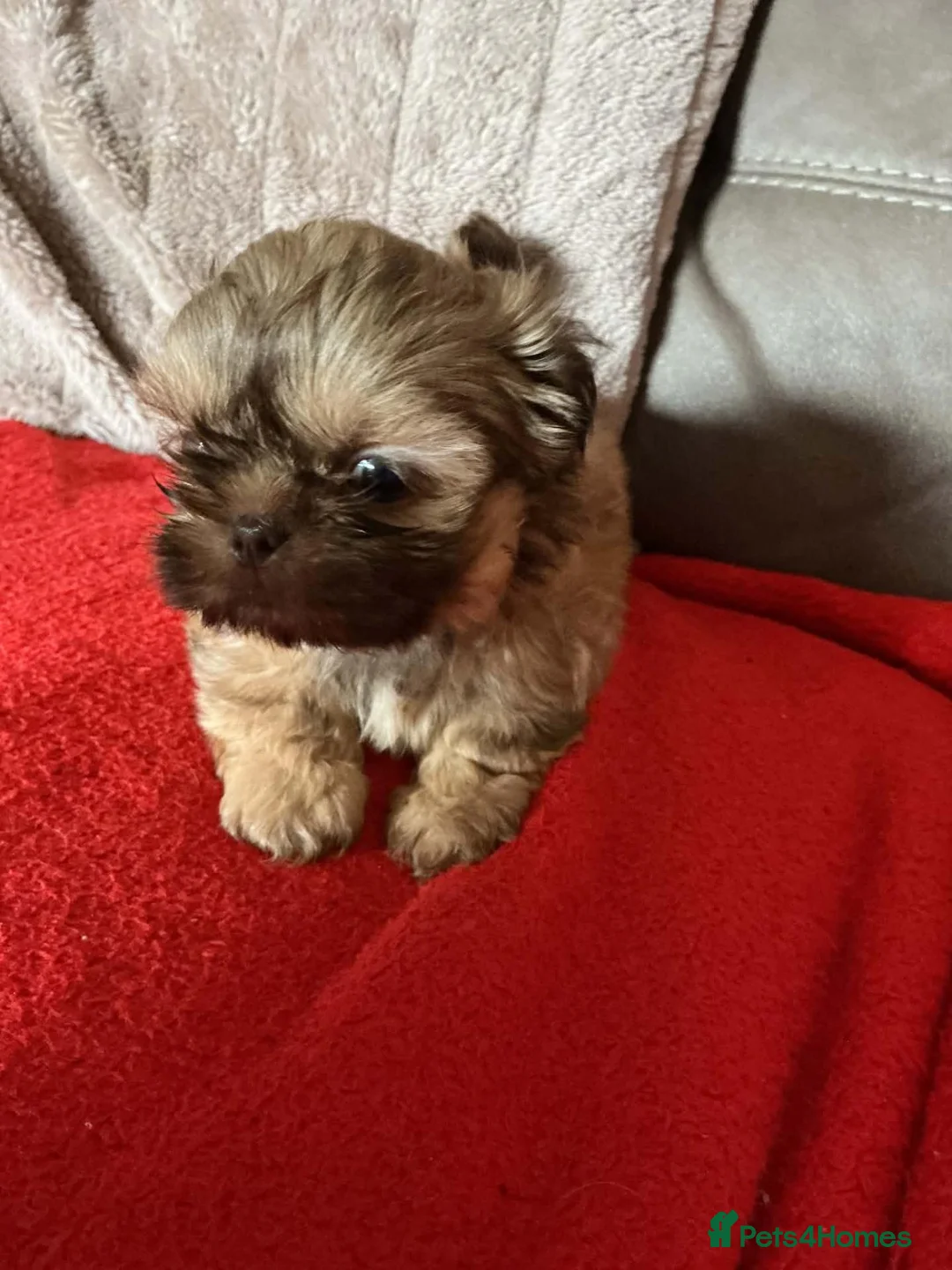 Shih Tzu dogs for sale: Imperial shih tzu - Advert 2