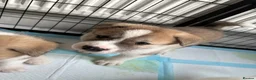 Huskita dogs for sale: Huskita male puppy   - Advert 4
