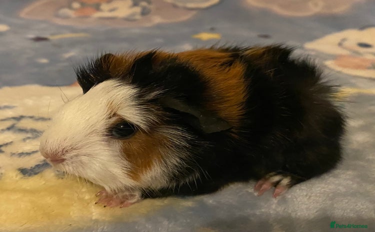 Guinea Pig rodents in Saint Helens - Advert 10
