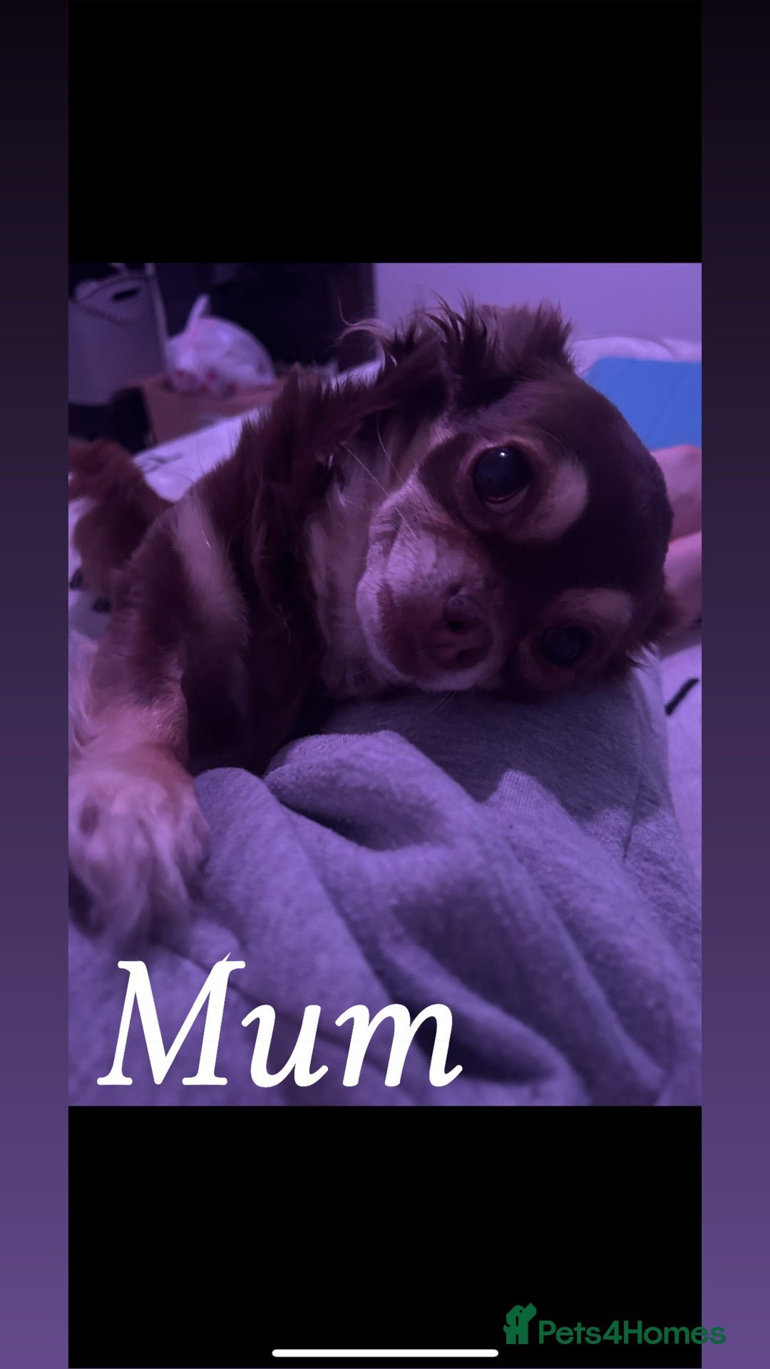 Pomchi dogs for sale: Beautiful fluffy pomchi puppies  - Image 24