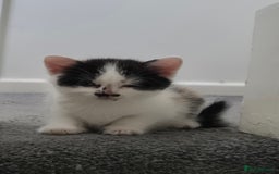 British Longhair cats for sale: British longhair - Image 1