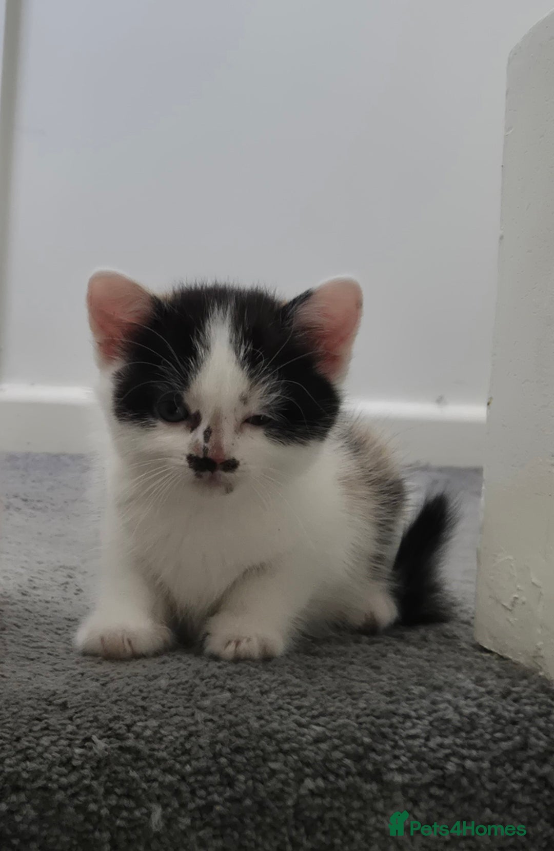 British Longhair cats for sale: British longhair - Image 1