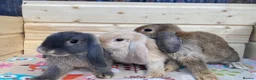 Mini Lop rabbits for sale: 6 mini lop rabbits 5 boys 1 girl - Advert 1