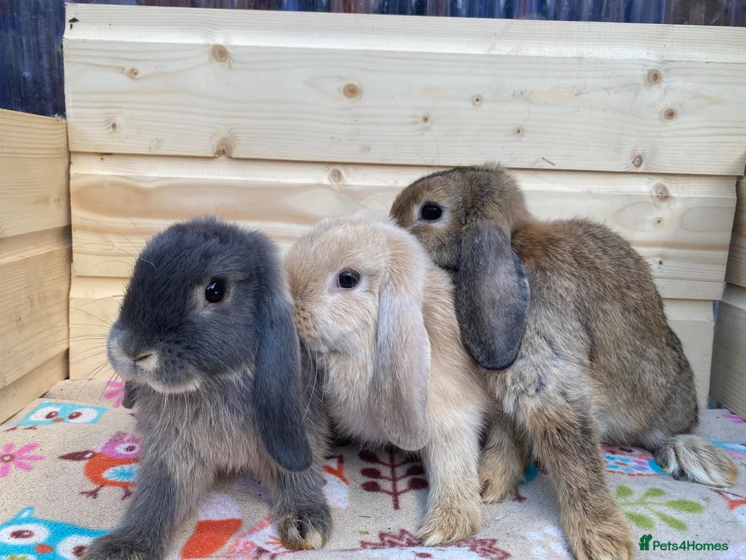 Mini Lop rabbits for sale: 6 mini lop rabbits 5 boys 1 girl - Advert 1