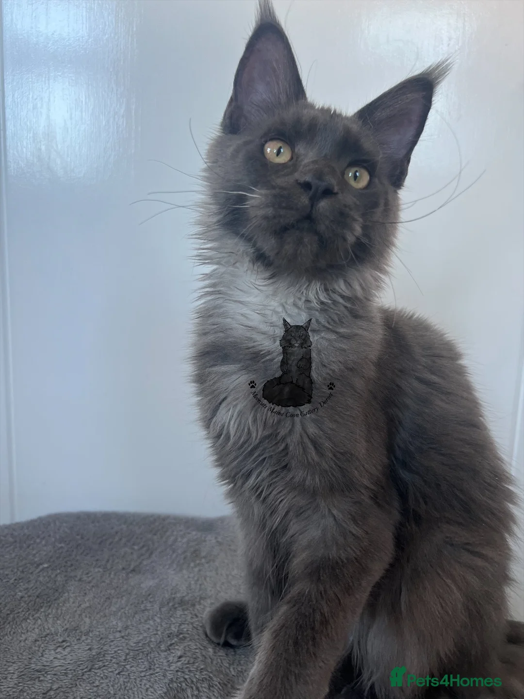 Maine Coon cats for sale: Female girl Maine coon kitten ready  blue smoke - Advert 2
