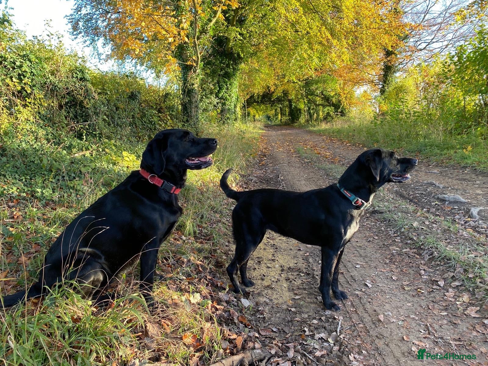 Labrador Retriever dogs Puppys For Forever Homes - Advert 3