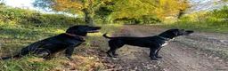 Labrador Retriever dogs for sale: Puppys For Forever Homes - Advert 1