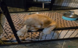 Cockapoo dogs for sale: Fb1 cockapoo  - Image 10