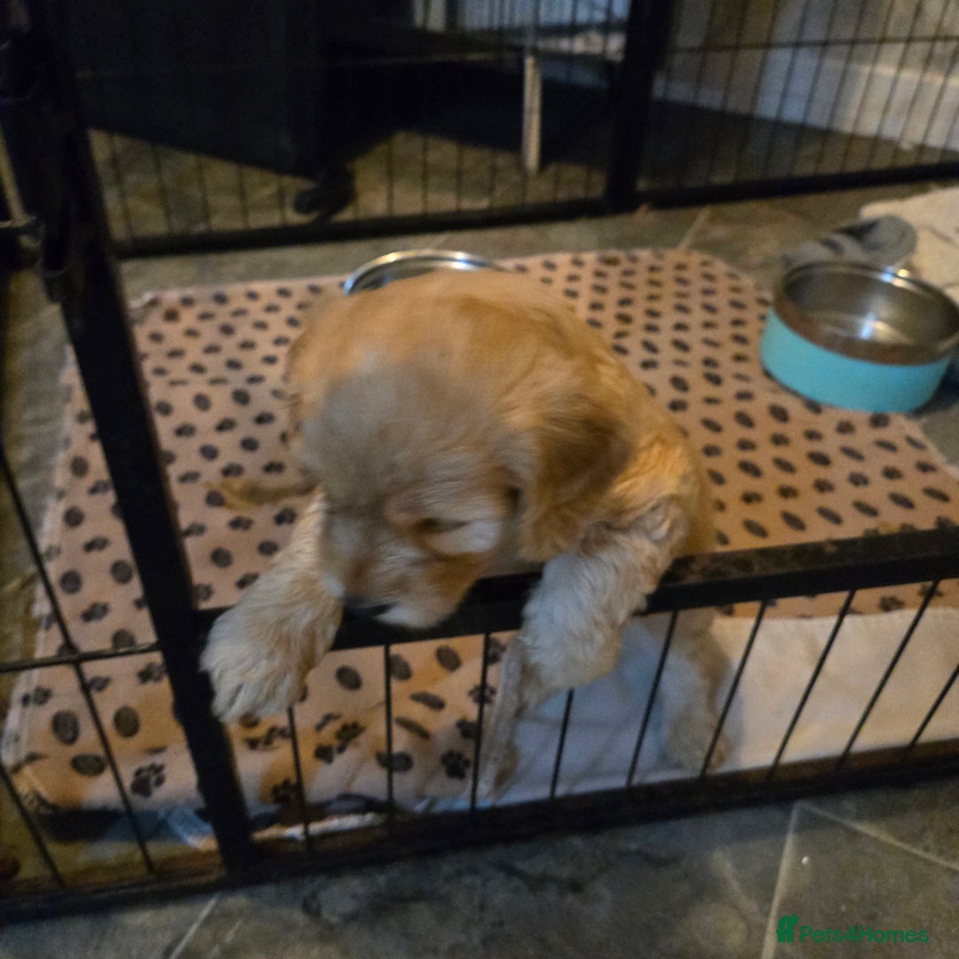 Cockapoo dogs for sale: Fb1 cockapoo  - Image 10