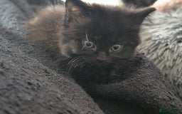 Mixed Breed cats for sale: Black kittens for sale  - Image 8