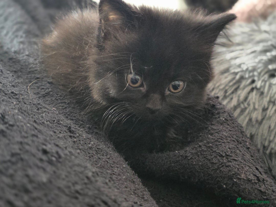 Mixed Breed cats for sale: Black kittens for sale  - Image 8