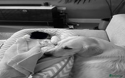 Golden Retriever dogs for sale: Extensively Health tested parents.Snowwhite Chunks - Image 37