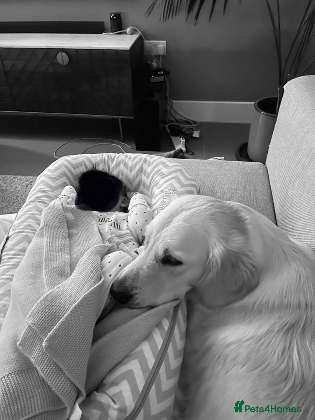 Golden Retriever dogs for sale: Extensively Health tested parents.Snowwhite Chunks - Image 37