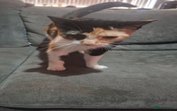 Mixed Breed cats for sale: Beautiful kittens - Image 4