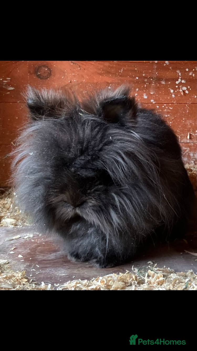 Mixed Breed rabbits Lionhead neutered girl - Advert 1
