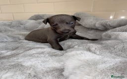 Whippet dogs for sale: Solid Blue KC Whippet Puppies - Image 4