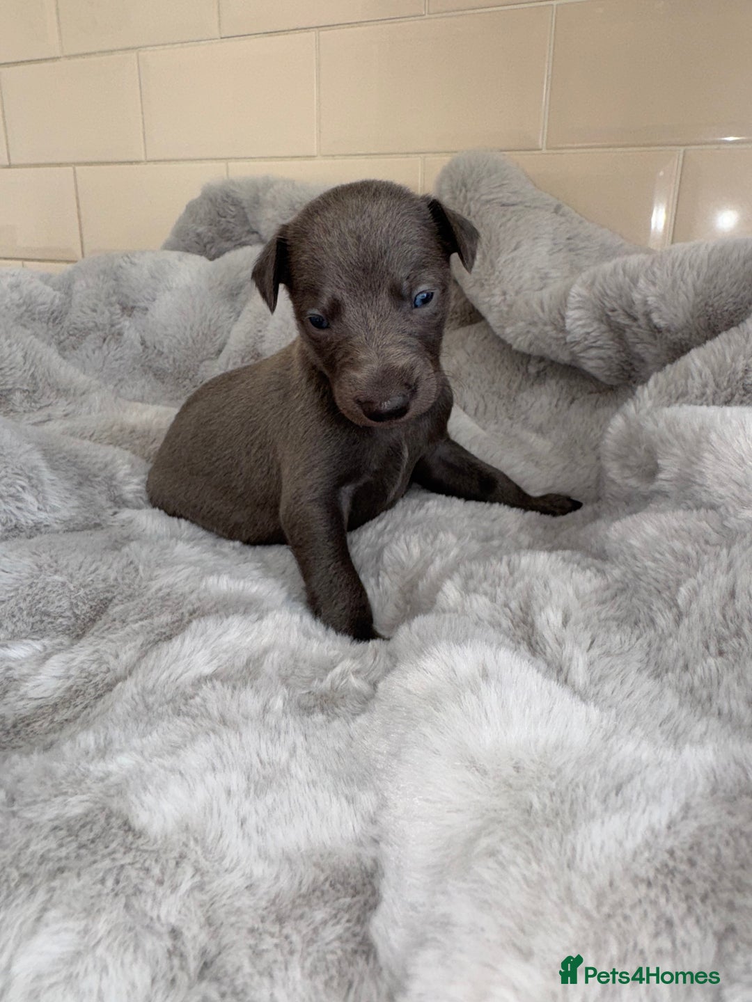 Whippet dogs for sale: Solid Blue KC Whippet Puppies - Image 4