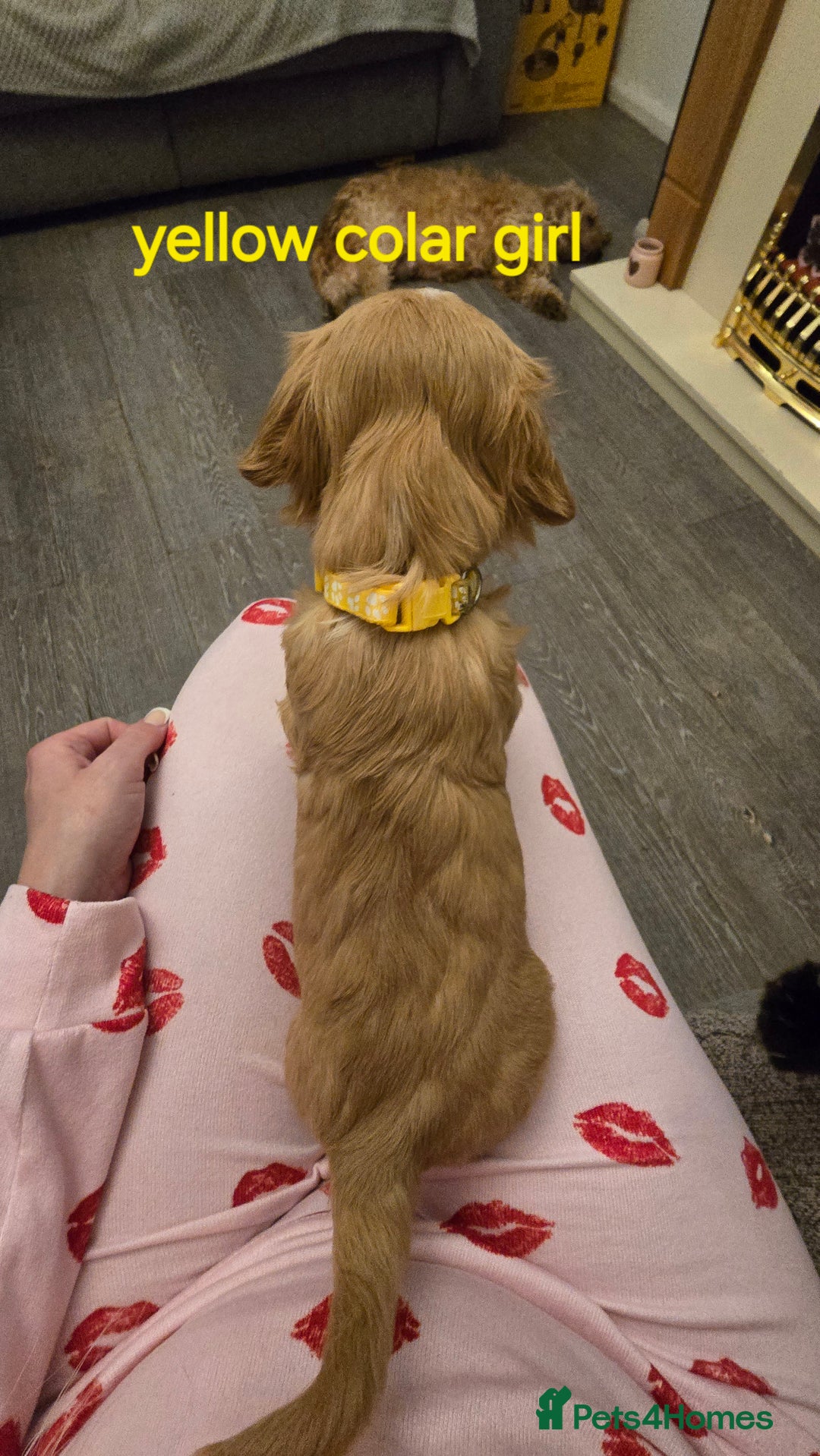 Cockapoo dogs for sale: 7 f2 cockapoos - Advert 27