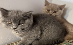 British Shorthair cats for sale: 1 left Stunning British shorthair kittens - Image 2