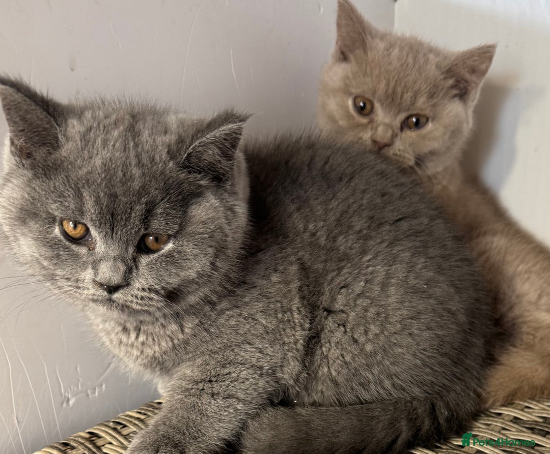 British Shorthair cats for sale: 1 left Stunning British shorthair kittens - Image 2