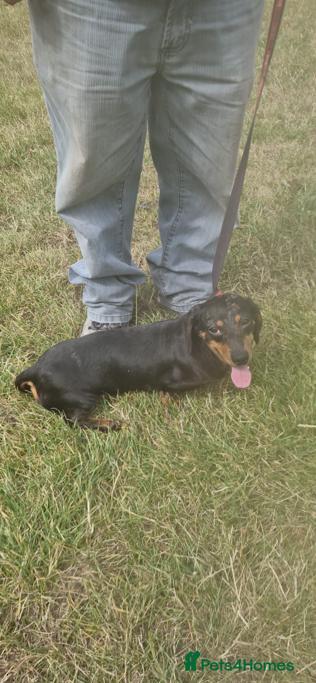 Dachshund dogs for sale: Dachshund girl - Image 1