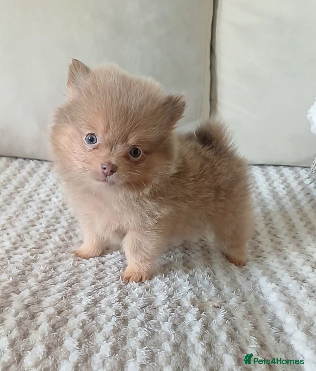 Pomeranian dogs Amazing Tiny lilac pomeranian girls  - Advert 17