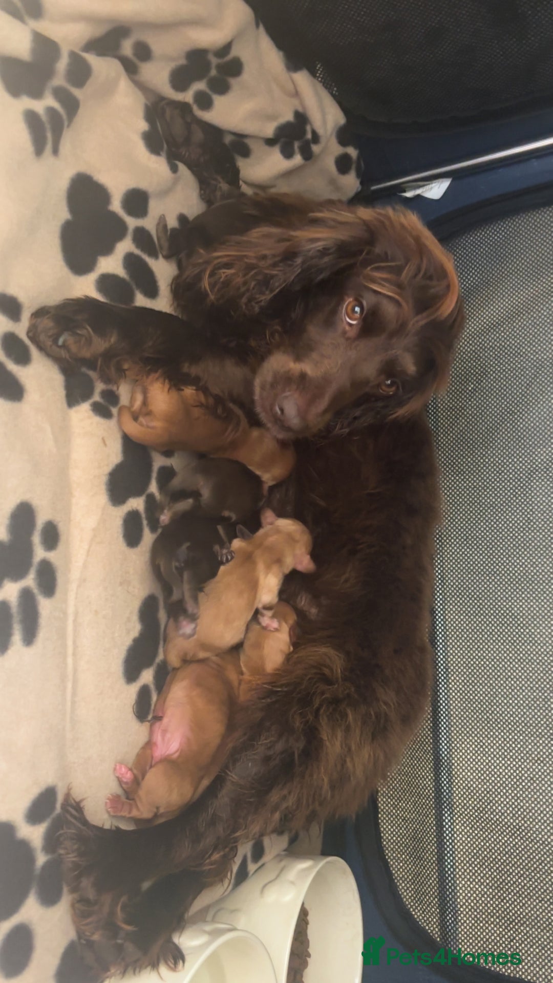 Cocker Spaniel dogs for sale: One male kc reg cocker spaniel puppy - Advert 5